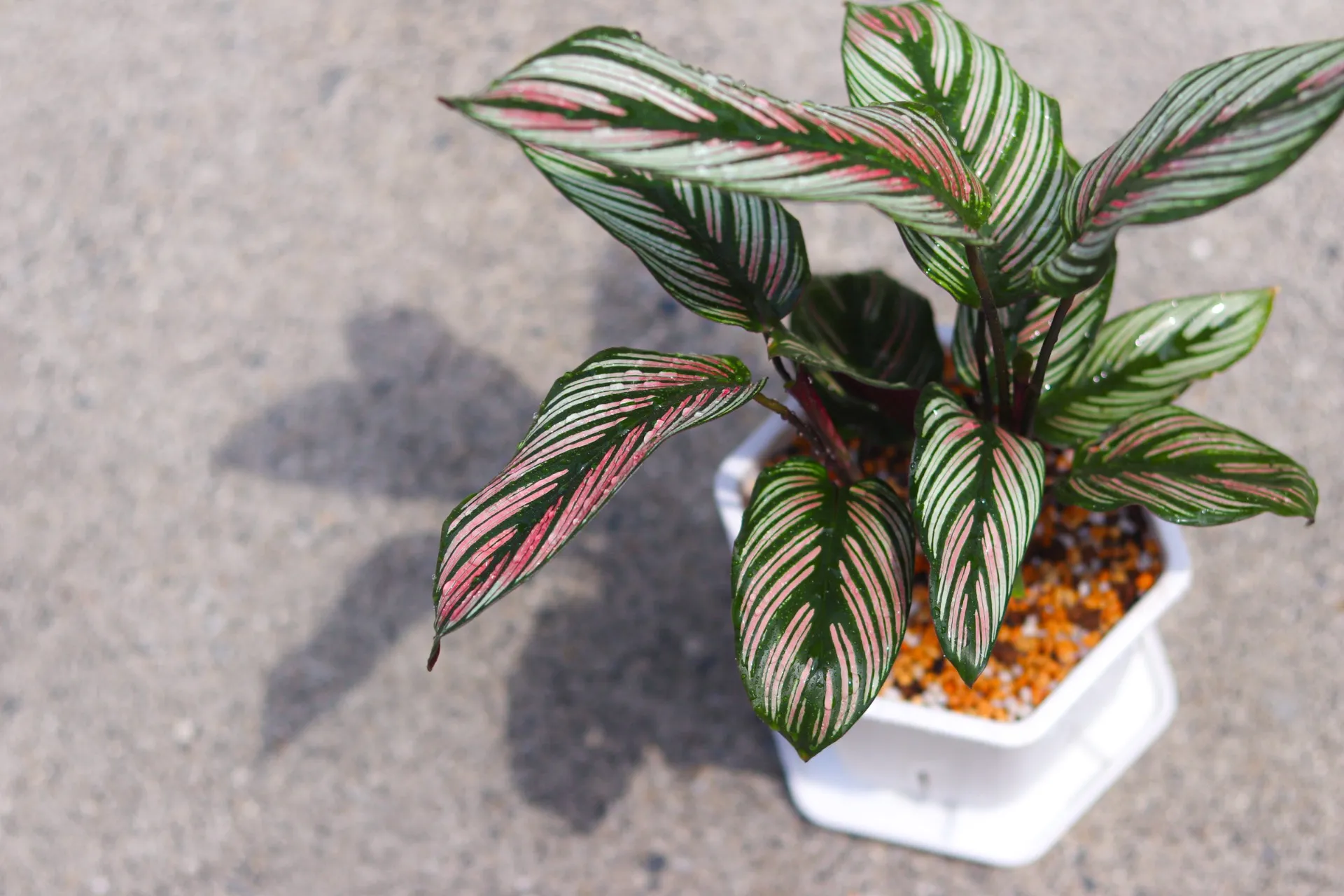 様々な植物にマッチした機能性