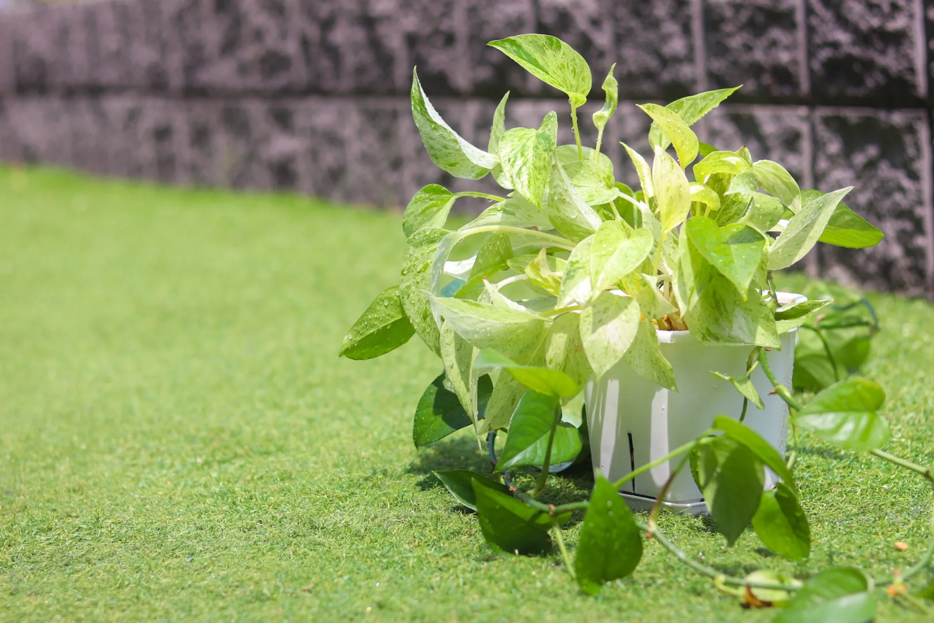 観葉植物の根にもGOOD!