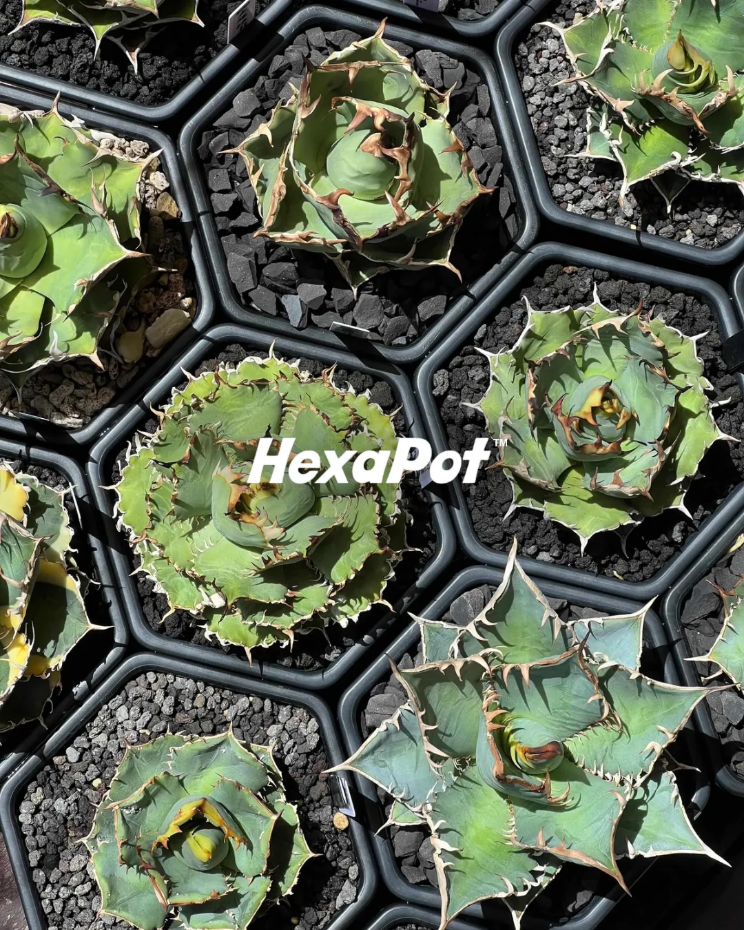合同会社Hexa pot japan