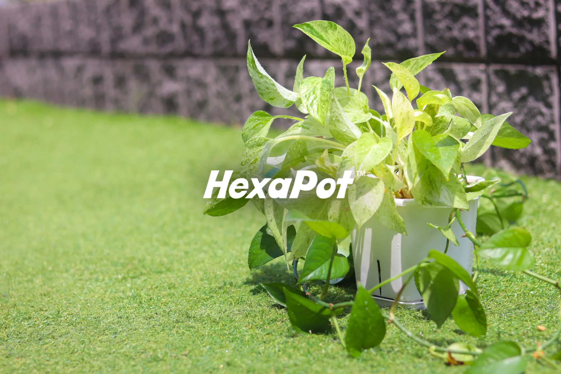 合同会社Hexa pot japan