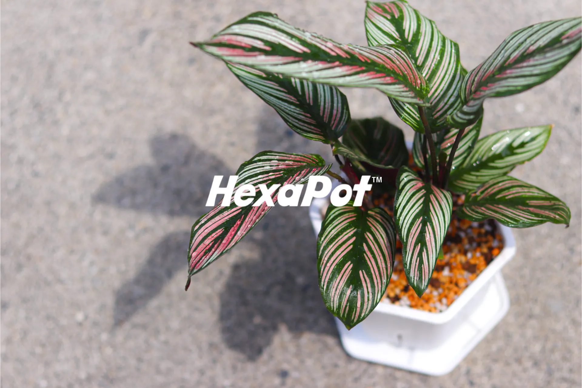 合同会社Hexa pot japan